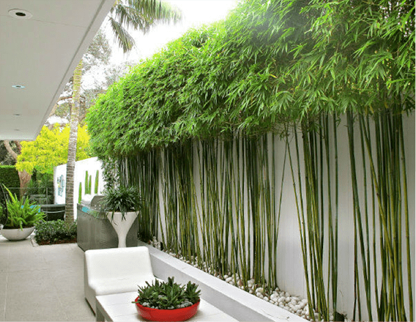 Cây tre may mắn